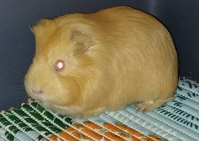 Tengerimalac