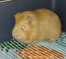 Tengerimalac